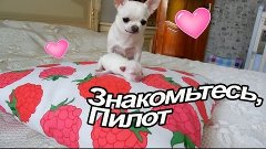 VLOG: Много Маки и Пилота / Отвечаю на вопросы / Подстригаем...