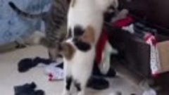 Котики ищут второй носок в комоде (480p) (via Skyload)