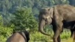 В Сочи открыли санаторий для слонов