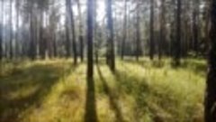 Сказочный лес в Синицино Воронежской области