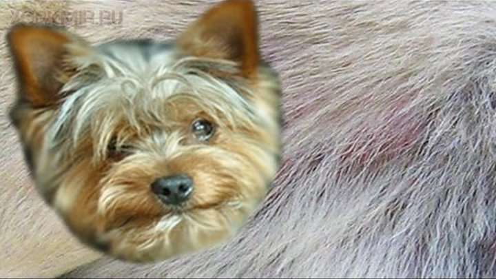 Дерматит у йорка фото Дерматит у йорка фото