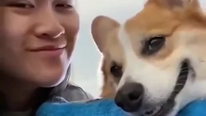 Реакция собак на поцелуй