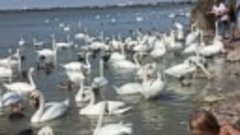 Крым. Лебеди на озере у Евпатории. Сентябрь 2021.