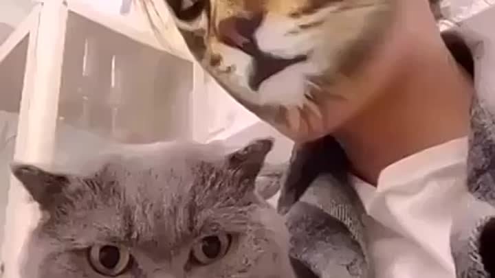 Когда твой котик в шоке, что и ты котик