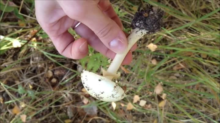 Бледная поганка, самый ядовитый гриб средней полосы