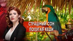 Страшный сон попугая Кеши. Тайны Чапман. (04.10.2021).