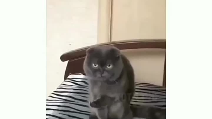 Реакция кота)