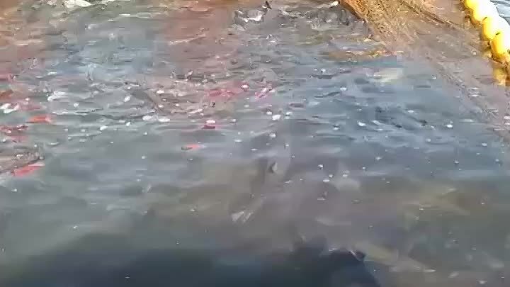 Чукотский лосось