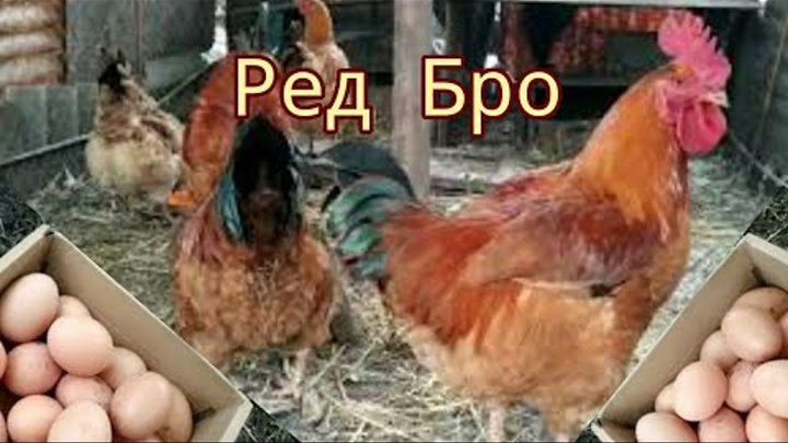 Куры ред бро фото Куры ред бро фото