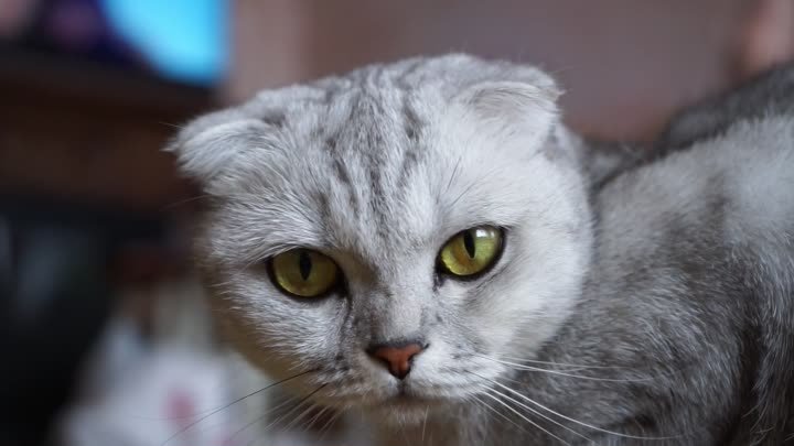 Порода — шотландская вислоухая кошка