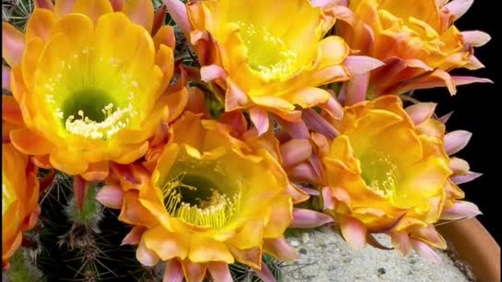 Freaky Flowers_ Echinopsis Cacti in Bloom