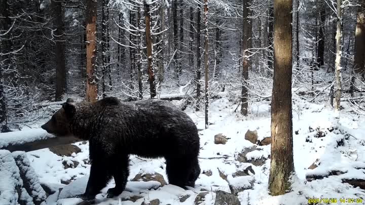 Медведь идёт в берлогу.MOV