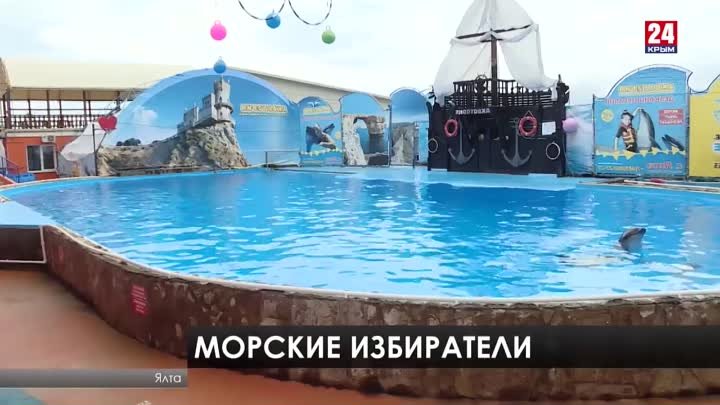 Дельфины выбирают. В Крыму морские обитатели предсказали исх-2