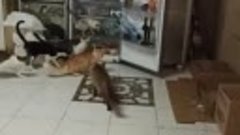 Кот устроил ловкое ограбление холодильника
