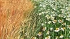 Картина маслом « Пшеничное поле” Холст 40х40