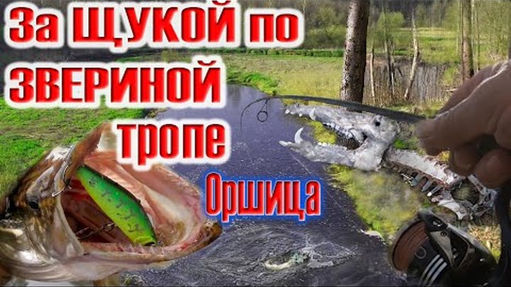 За ЩУКОЙ по ЗВЕРИНОЙ тропе. Оршица.