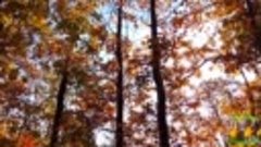 Осенний лес  Музыка для души
