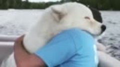Животные любят обниматься