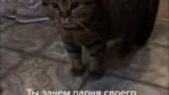 Разговорчивый котик (включите звук)