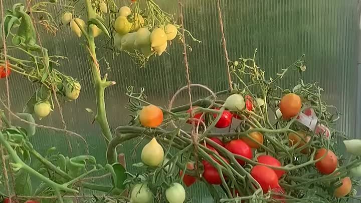 Видео от Росток. Дача, сад и огород. Личный опыт. (3)