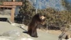 Медведи - Симпатичное и смешное видео! Сборник - [NEW HD]