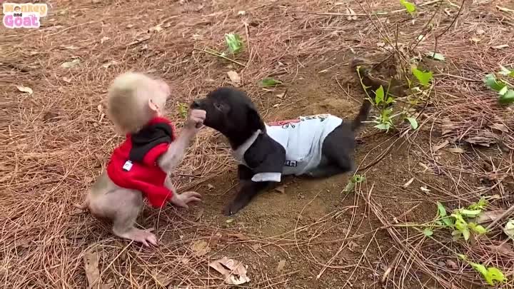 Teach baby monkey and puppies how to drink milk from bottle