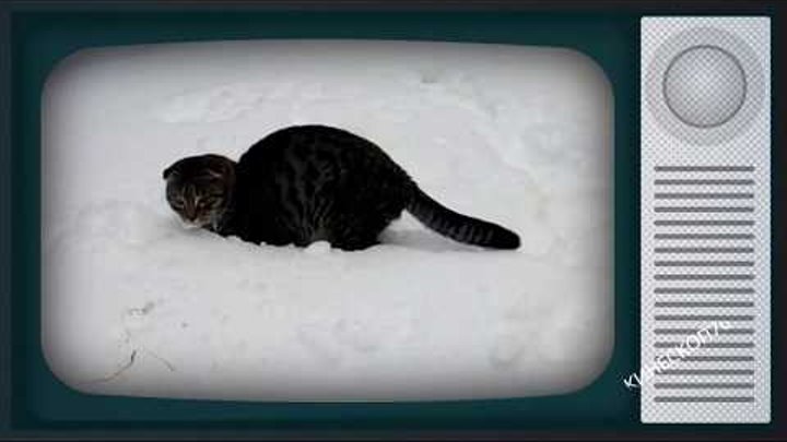 Котик и кошечка играют в снегу