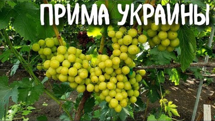 Виноград прима украины фото Виноград прима украины фото