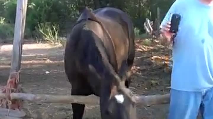 Веселые лошади