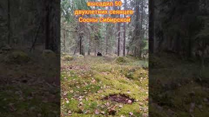 Посадка сеянцев Сибирского Кедра🌲 На Вологодской земле. 26 Октября  ...