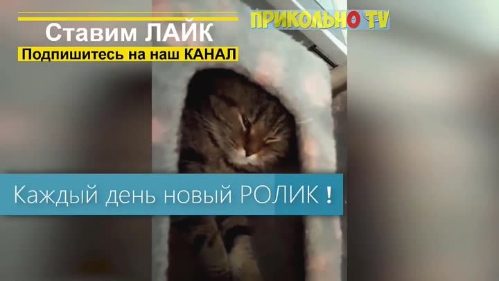 Смешные коты 2020 котики видео 81