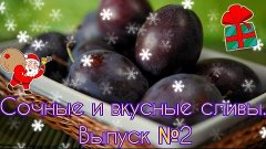 Сочные и вкусные сливы. Выпуск №2. от JekaBW