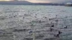 Лебеди прилетели в Геленджик