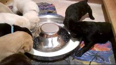 8 Labrador Welpen,Labrador-puppies Beim Frühstück