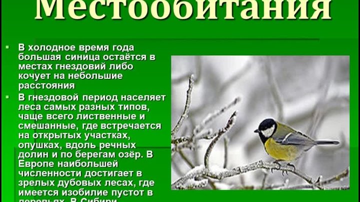 Проект или презентация красная книга синичка Проект или презентация красная книга синичка