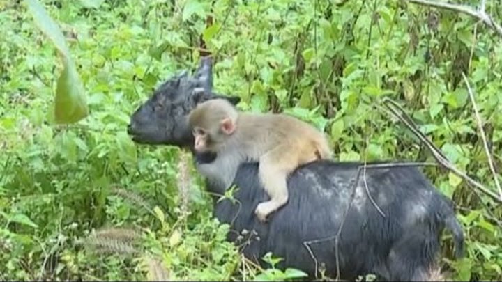 The Monkey That Clings on to Goat's Back