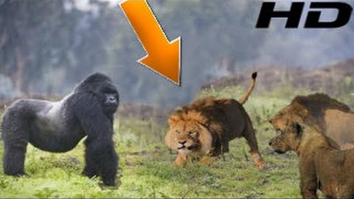 en inanilmaz vahsi hayvan kavgalari aslan goril kartal dev anakonda kurt timsah kaplan gergedan