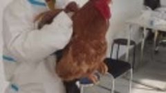 Животных в Китае теперь тоже тестируют на коронавирус