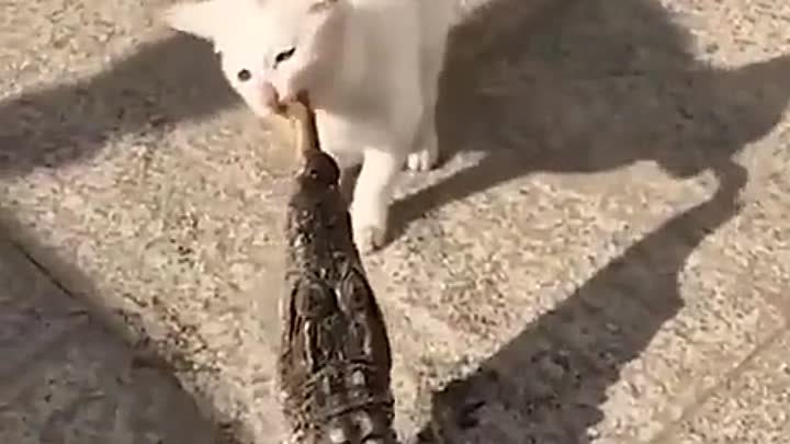 Кошки и рыбки
