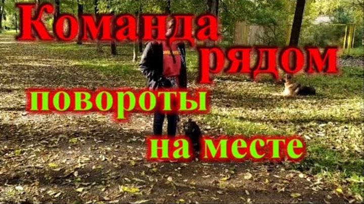 Как научить щенка команде рядом повороты на месте на примере щенка ц ...