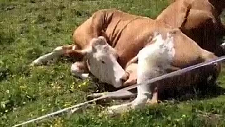 голодная корова