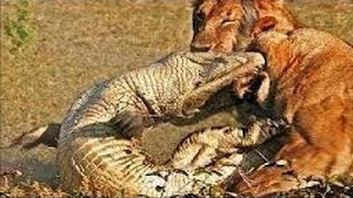 olum duellosu aslan vs timsah kapismasi en inanilmaz vahsi hayvan kavgalari lion vs crocodile