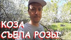 КОЗА СЪЕЛА РОЗЫ!