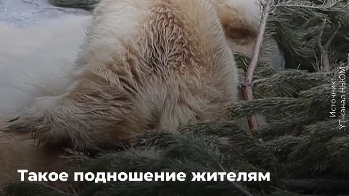 Около двух тысяч елей для Московского зоопарка