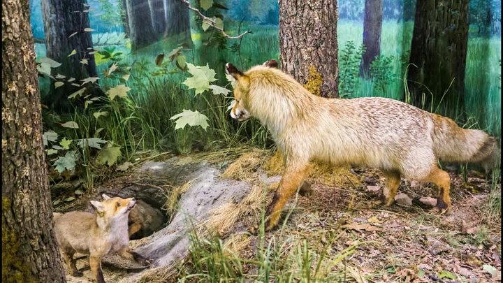 Заповедник воронежской области фото Заповедник воронежской области фото