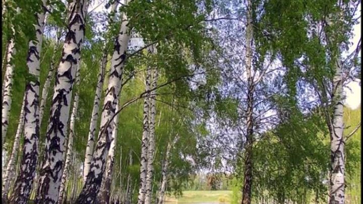 Матушка земля белая березонька фото Матушка земля белая березонька фото