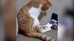 Увидевший погибшего хозяина кот растрогал пользователей Сети
