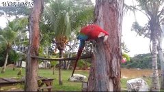 Красный ара / Scarlet macaw / Ara macao