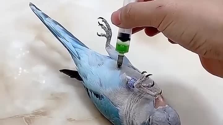 Умный попугай 