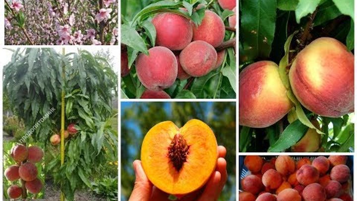 Персик морозоустойчивый описание сорта фото отзывы Персик морозоустойчивый описание сорта фото отзывы